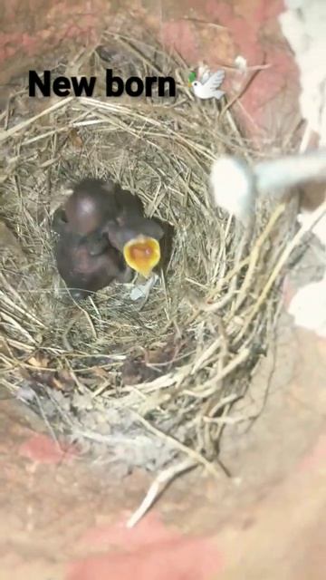 #### New Born##