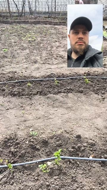 Приводим малину впорядок весной🥳 смотреть онлайн