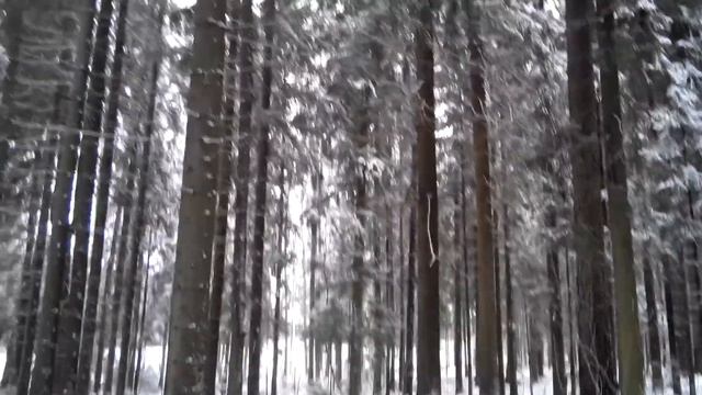 Лес в павловском парке смотреть онлайн