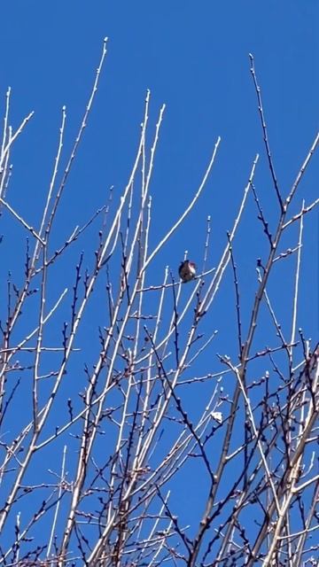 Rose finch singing смотреть онлайн