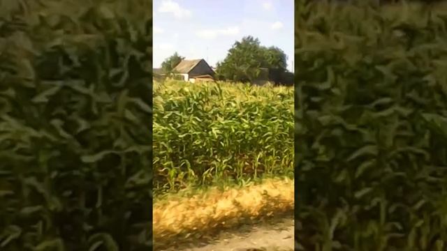 ZP.UA Запорожье с.Лук смотреть онлайн