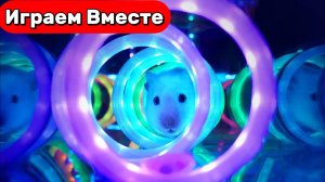 Лабиринт для Хомяка 🐷 Умный Хомяк в НЕОНОВОМ лабиринте: аквариум и Майнкрафт 🧱