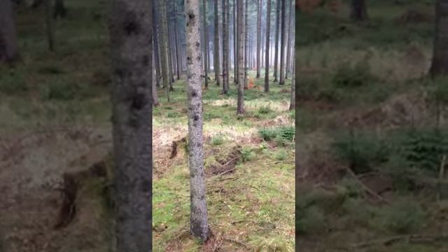Kahl смотреть онлайн