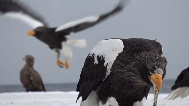 Zoom up Steller's Sea Eagle смотреть онлайн