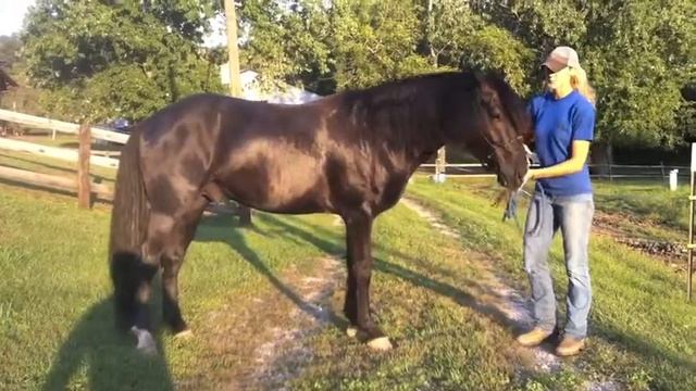Toby's Sun, Black Rocky Mountain Stallion. Smart, athletic, phenomenal gait смотреть онлайн