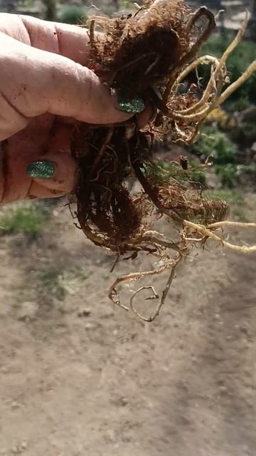 Распаковка хосты Бродвей 13.04.24. #цветочныймикс #многолетники #хоста #хосты #распаковка #обзор смотреть онлайн