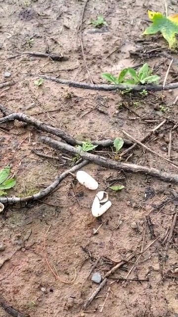🥚🐍I found some snake's eggs already hatched. Huevos de víbora. #shorts #snakeeggs #nature #wildlif смотреть онлайн