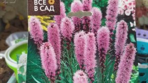 Лиатрисы.Проращивание до посадки.Видео из архива.