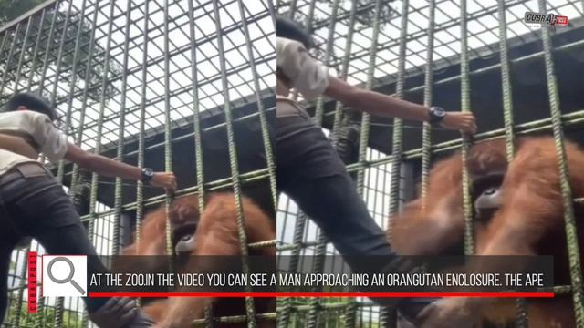 Angry Orangutan Pulls Man's T-shirt, Holds On To Leg | cobrapost смотреть онлайн