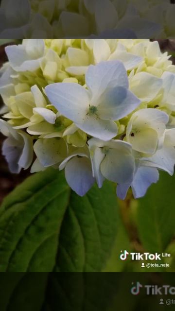 крупнолистовая гортензия "Бесконечное лето * смотреть онлайн