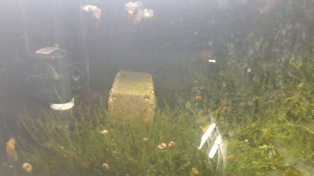 New Shrimp Tanks Lots of New Shrimp Tanks Coming Soon смотреть онлайн