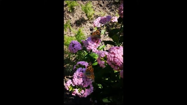 Цветы и бабочки - Беларусь 2019 смотреть онлайн