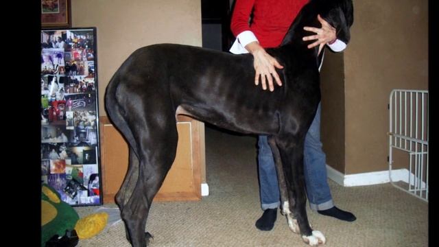 Prime Danes Imperial Von Freya Ronsenrot смотреть онлайн