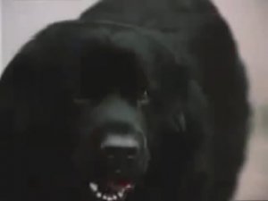 Моя песня к фильму "Друг" .