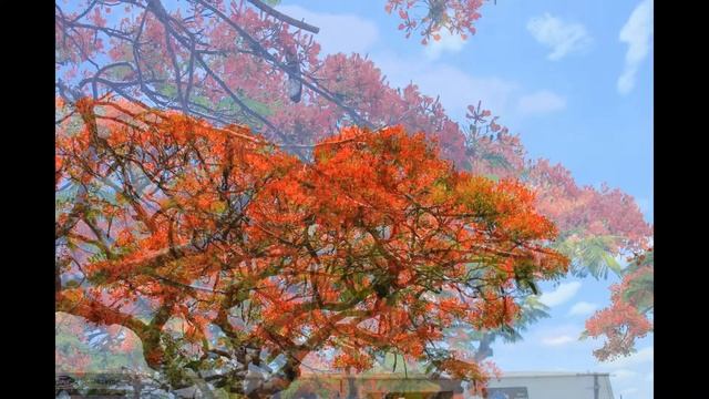 Poinciana Trees In A Nearby Village In The Lockyer Valley смотреть онлайн