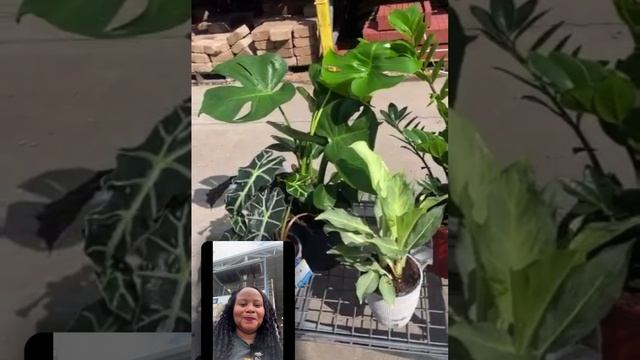 Bargain shopping for cool house plants at a discount price! #gardening #houseplants смотреть онлайн