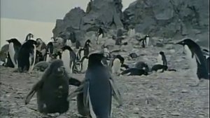 27 1974 Кусто в Антарктике Часть II Полет пингвинов - Подводная одиссея команды Кусто