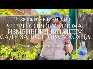 Переезд. Черри совсем плоха. Изменения в нашем саду за полтора месяца. 380 Жизнь в Англии