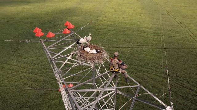 Энергетики в Приамурье готовят аистов к спуску с ЛЭП на землю. Видео ученого Антона Сасина смотреть онлайн
