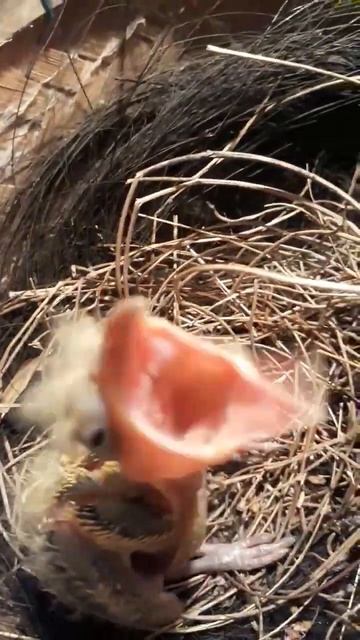 anakan kepodang jawa timur смотреть онлайн