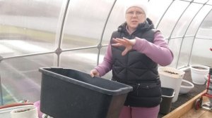 Работаю на участке, натаскала сухой земли в теплицу для цветов. Обещают затяжные дожди.