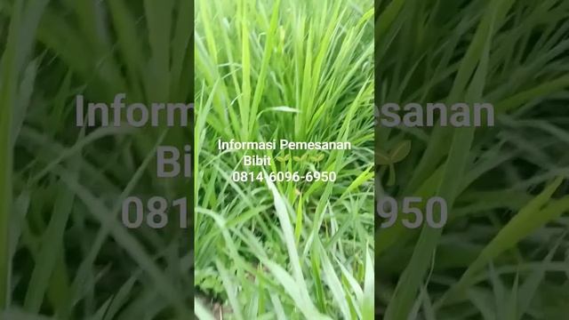 pertumbuhan Rumput Odot Super 🌱🌱 #rumput #odot #rumputpakcong #pakanternak #odotsuper #pakcong смотреть онлайн