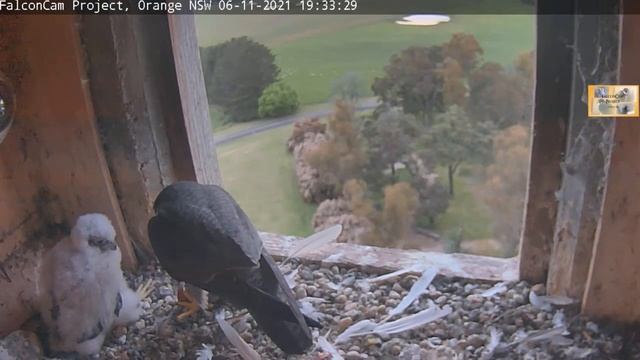 FalconCam_CSU_falcon Xavier brought rosella and flew away/ Cокол Ксавер принёс розеллу и улетел смотреть онлайн