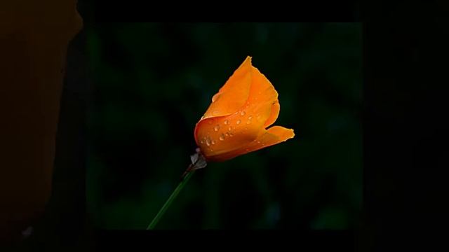 California poppy|California poppies bloom in the winter season 2021|Flower photography|Poppy Flower смотреть онлайн
