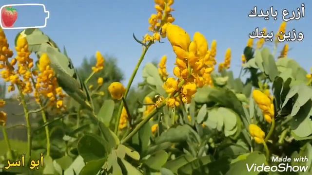 كيف يتم زراعه شجرة الشمعدان الأصفر شجرة اكاسيا الاتا смотреть онлайн
