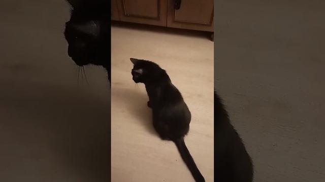Кот Пончик играет смотреть онлайн