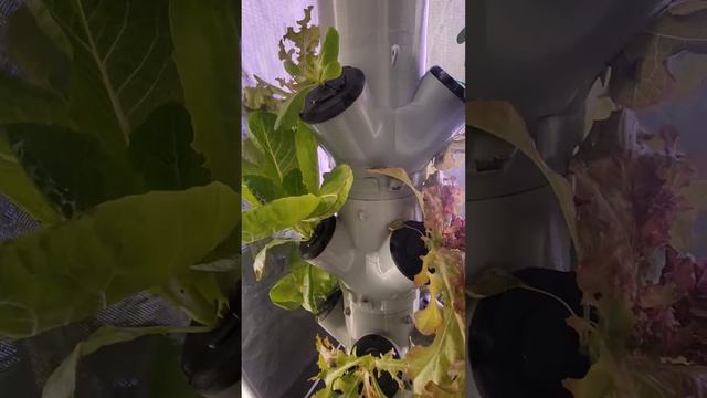 Aeroponic Pepper Tower Grow tent update. #hydroponics #aeroponics #hydroponictower смотреть онлайн