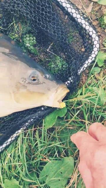 Карп на искусственную кукурузу. смотреть онлайн