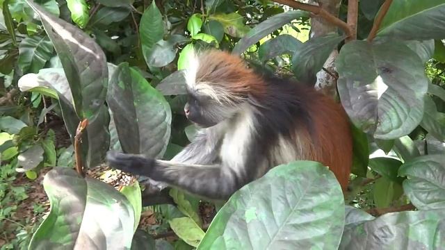 Małpka Red Colobus w Jozani Forest Zanzibar смотреть онлайн