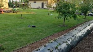 сетка от кротов и рулонный газон