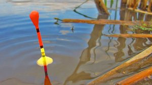 ВЕСЕННИЕ КАРАСИ НА ПОПЛАВОЧНУЮ УДОЧКУ КЛЮЮТ! ИКОРНЫЕ РЫБЫ! Рыбалка на поплавок на карася с берега