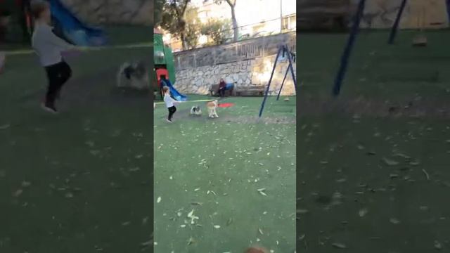 Гуляем с собаками в парке все три собаки в сборе смотреть онлайн