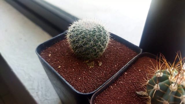 Cactus al interior de tu casa🌵🌵🙂🐢 смотреть онлайн