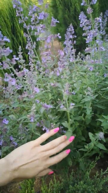 Котовник "Junior Walker" смотреть онлайн