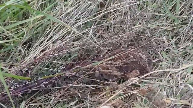Встреча с ежом смотреть онлайн