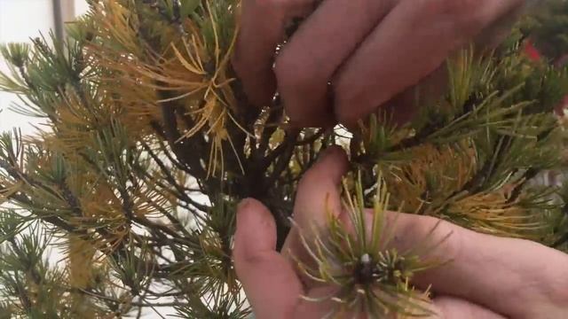 How to Clean yellow needles off a Pine Bonsai Tree смотреть онлайн