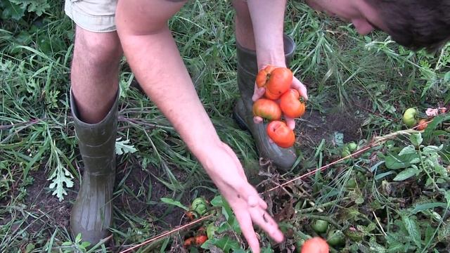 We have a Food Forest! Time to Harvest смотреть онлайн