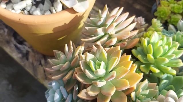 + DE 30 SUCULENTAS IDENTIFICADAS: ESCOLHIDAS DE MARÇO + DICAS DE COMO CUIDAR. смотреть онлайн
