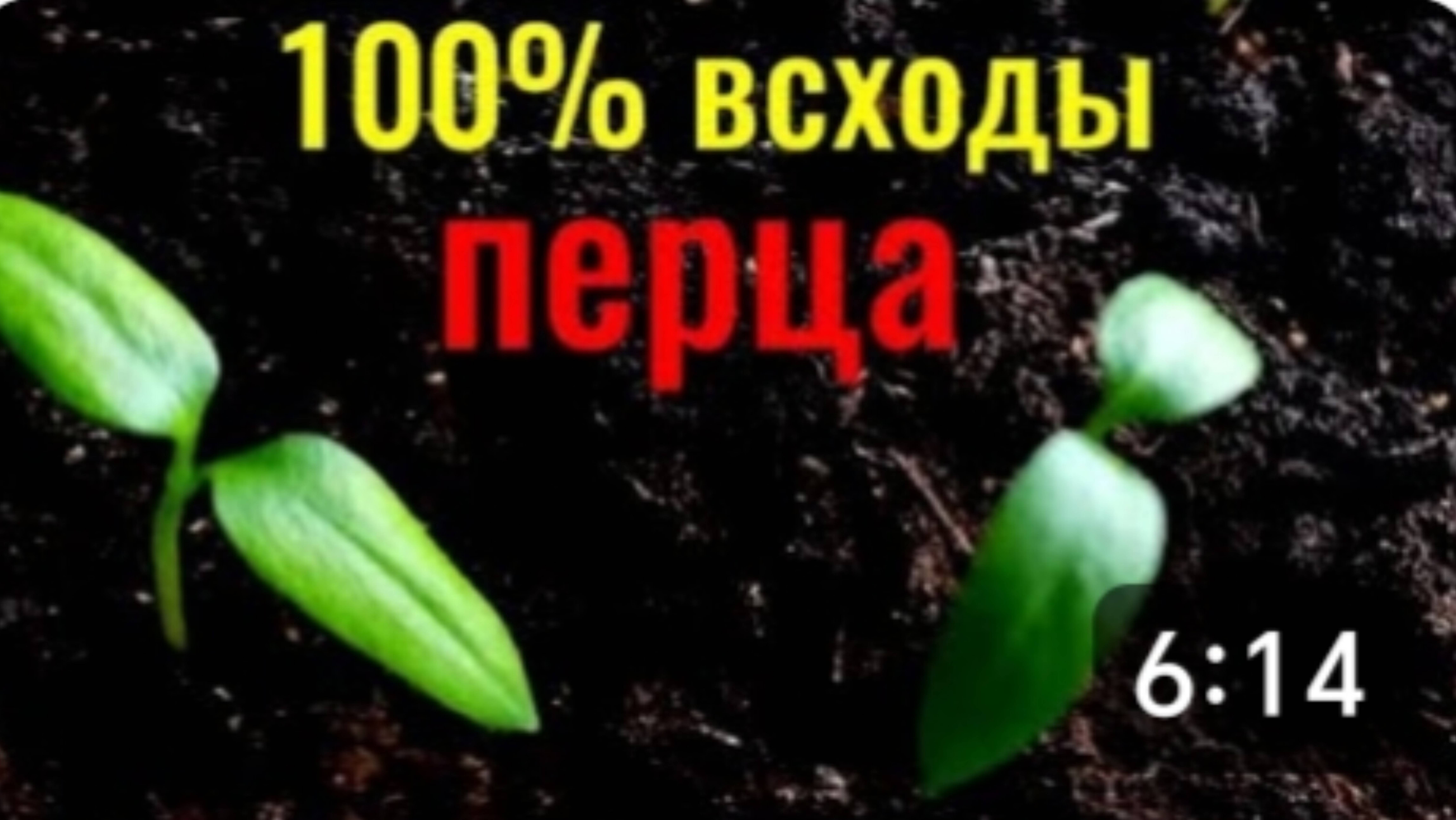 100% всходы перца. Моя рассада. Благодарна подписчикам. смотреть онлайн