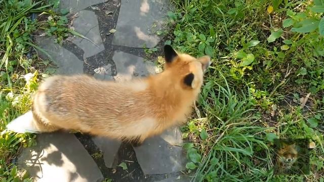 Алиса Лиса-Alice the Fox (Великая Печаль и Тоска Рыжей) смотреть онлайн