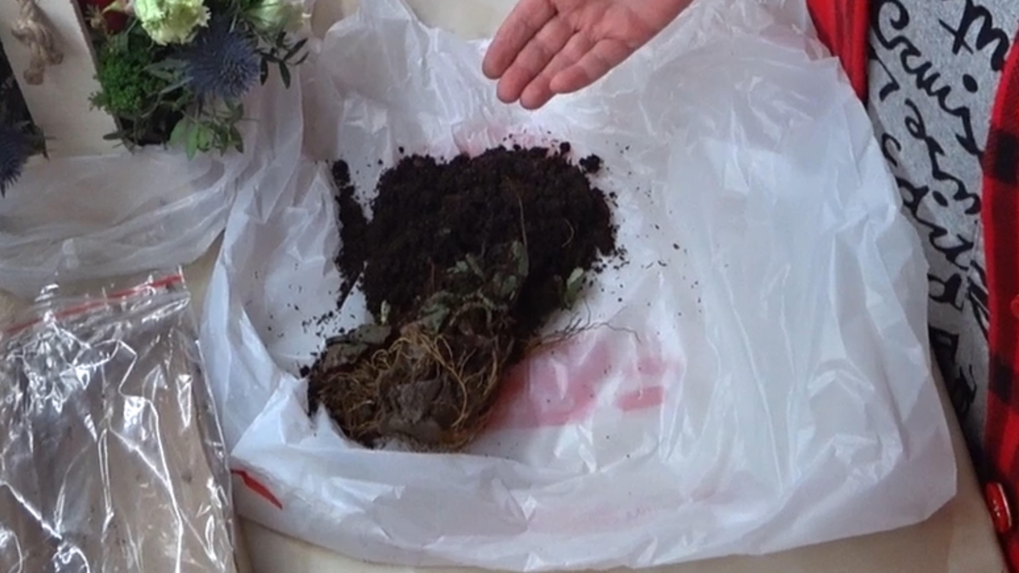 Рай растений. Каша из саженцев. смотреть онлайн