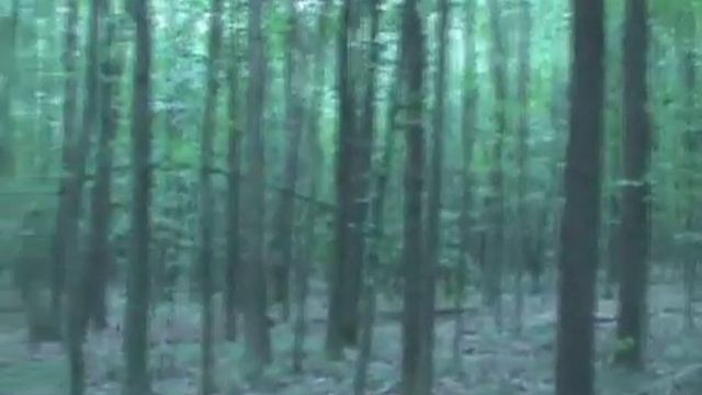 Кунг-Фу в лесу смотреть онлайн