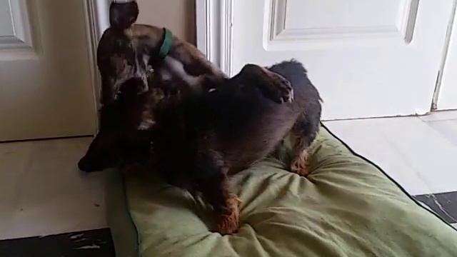 Grillo jugando con blue смотреть онлайн