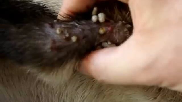 Spotty, Mangoworms, massive смотреть онлайн