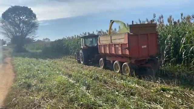Silagem de Sorgo Boliviano(Agricultura) смотреть онлайн