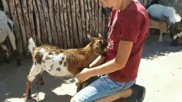 На ферме животные😺смешно смотреть онлайн